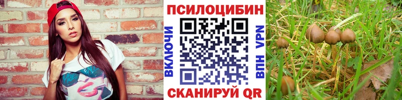 Купить где  Сенгилей  Галлюциногенные грибы Cubensis 